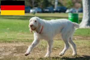 Lees meer over het artikel Spinone Italiano fokkers en pups in Duitsland