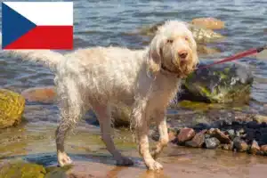 Lees meer over het artikel Spinone Italiano fokkers en pups in Tsjechië