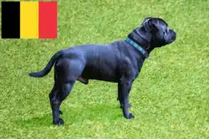 Lees meer over het artikel Staffordshire Bull Terrier fokkers en puppies in België