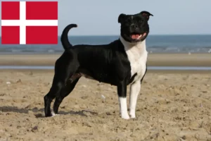 Lees meer over het artikel Staffordshire Bull Terrier fokkers en pups in Denemarken