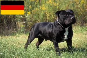 Lees meer over het artikel Staffordshire Bull Terrier fokkers en puppies in Duitsland