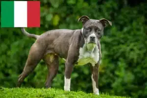 Lees meer over het artikel Staffordshire Bull Terrier fokkers en puppies in Italië