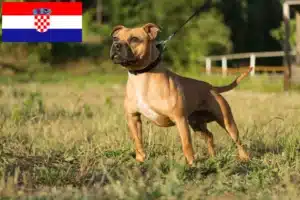 Lees meer over het artikel Staffordshire Bull Terrier fokkers en pups in Kroatië