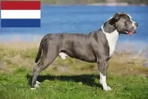 Lees meer over het artikel Staffordshire Bull Terrier fokkers en puppies in Nederland