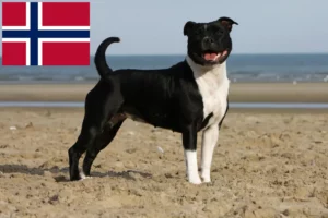 Lees meer over het artikel Staffordshire Bull Terrier fokkers en puppies in Noorwegen