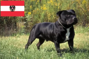 Lees meer over het artikel Staffordshire Bull Terrier fokkers en pups in Oostenrijk