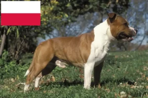 Lees meer over het artikel Staffordshire Bull Terrier fokkers en puppies in Polen