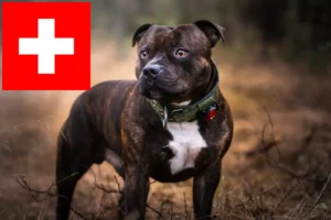 Lees meer over het artikel Staffordshire Bull Terrier fokkers en puppies in Zwitserland