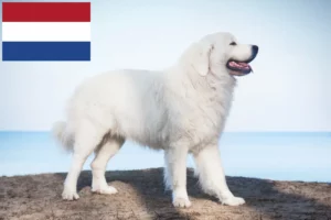 Lees meer over het artikel Tatra Herdershonden fokkers en pups in Nederland