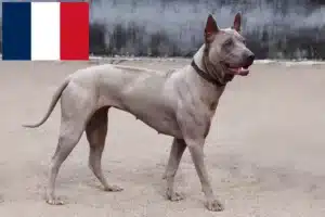 Lees meer over het artikel Thai Ridgeback fokkers en pups in Frankrijk