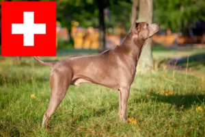 Lees meer over het artikel Thai Ridgeback fokkers en pups in Zwitserland