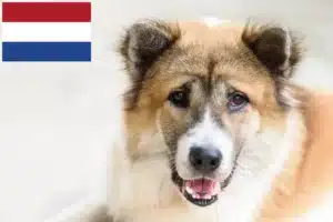 Lees meer over het artikel Thaise Bangkaew Hondenfokkers en puppies in Nederland