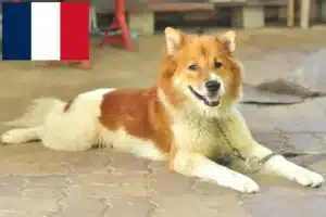 Lees meer over het artikel Thaise Bangkaew Hondenfokkers en puppies in Frankrijk