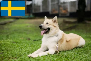 Lees meer over het artikel Thai Bangkaew Hondenfokker en Puppies in Zweden