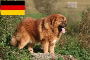 Lees meer over het artikel Tibetaanse Mastiff fokkers en pups in Duitsland