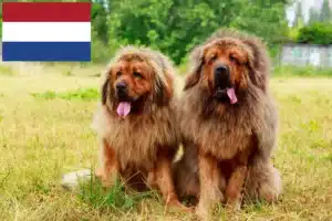 Lees meer over het artikel Tibetaanse Mastiff fokkers en pups in Nederland