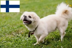 Lees meer over het artikel Tibetaanse Spaniël fokkers en pups in Finland