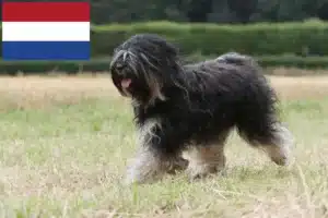 Lees meer over het artikel Tibetaanse Terriër fokkers en puppies in Nederland