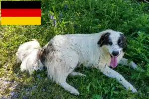 Lees meer over het artikel Tornjak fokkers en pups in Duitsland