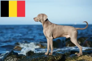 Lees meer over het artikel Weimaraner fokkers en pups in België