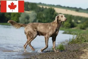 Lees meer over het artikel Weimaraner fokkers en pups in Canada