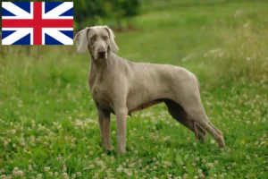 Lees meer over het artikel Weimaraner fokkers en pups in Groot-Brittannië