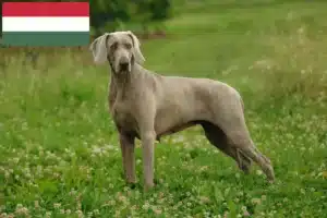 Lees meer over het artikel Weimaraner fokkers en pups in Hongarije