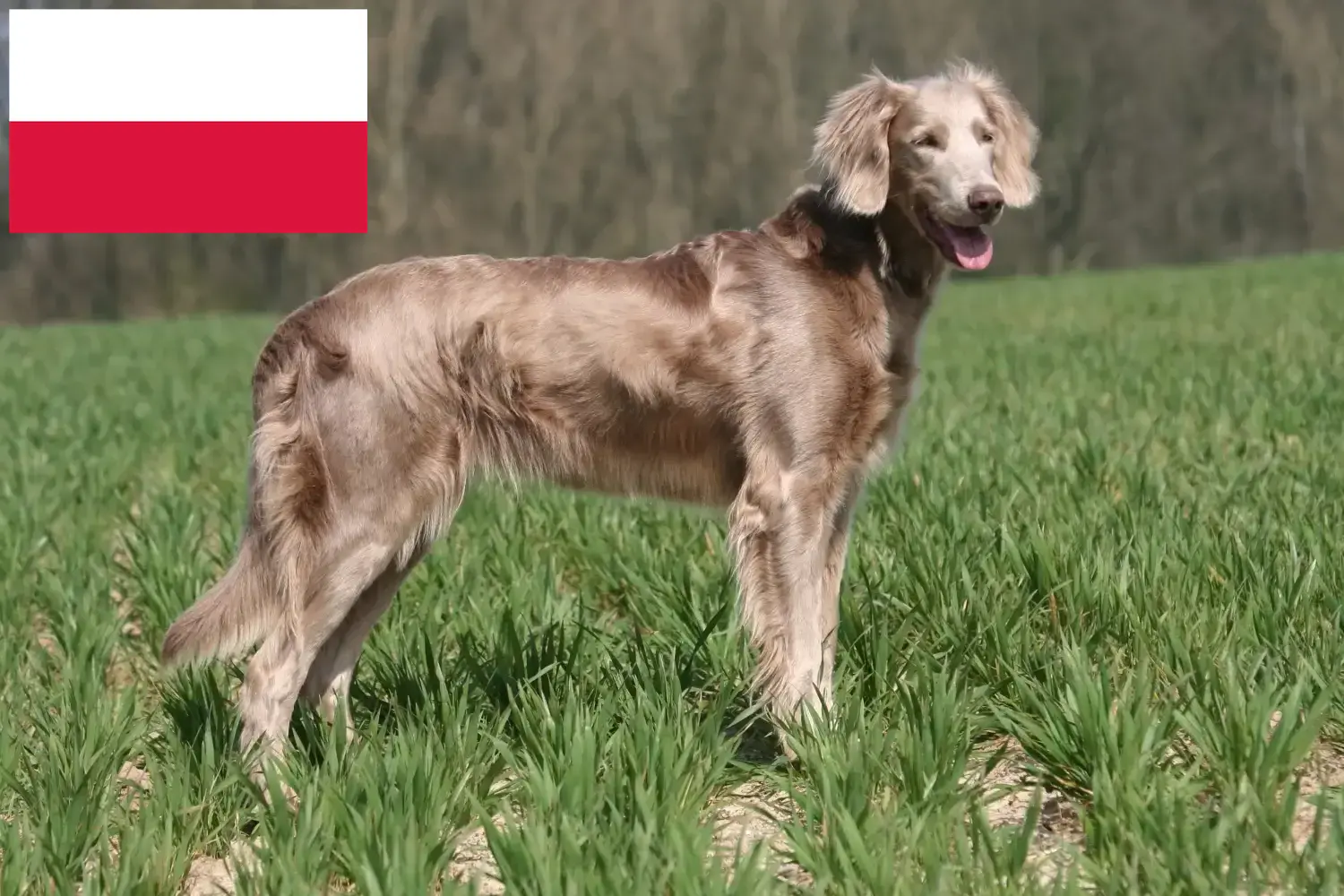 Lees meer over het artikel Weimaraner fokkers en pups in Polen