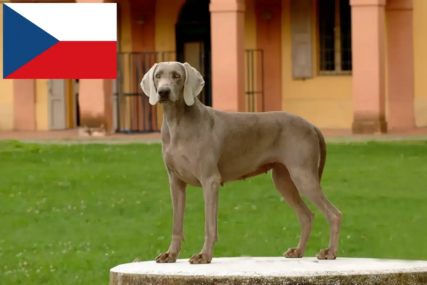 Lees meer over het artikel Weimaraner fokkers en pups in Tsjechië