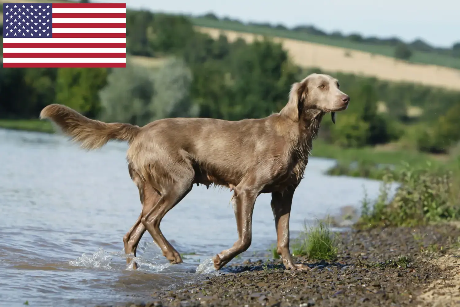 Lees meer over het artikel Weimaraner fokkers en pups in de VS