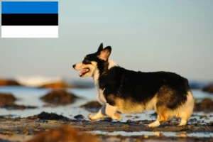 Lees meer over het artikel Welsh Corgi fokkers en pups in Estland