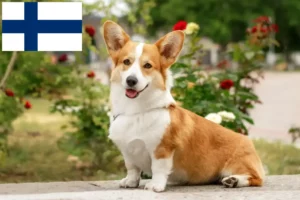 Lees meer over het artikel Welsh Corgi fokkers en pups in Finland