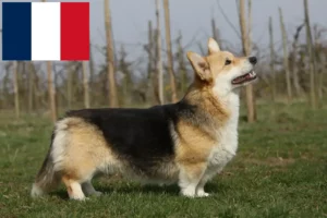 Lees meer over het artikel Welsh Corgi fokkers en puppies in Frankrijk