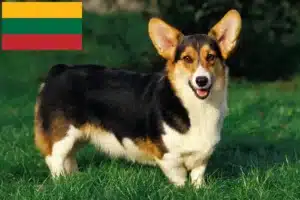 Lees meer over het artikel Welsh Corgi fokkers en pups in Litouwen