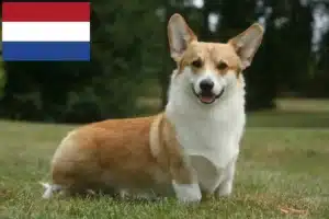 Lees meer over het artikel Welsh Corgi fokkers en pups in Nederland