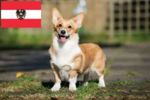 Lees meer over het artikel Welsh Corgi fokkers en pups in Oostenrijk