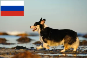 Lees meer over het artikel Welsh Corgi fokkers en puppies in Rusland