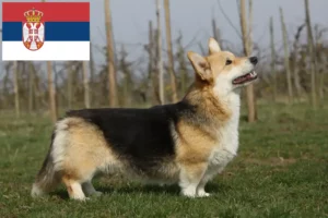 Lees meer over het artikel Welsh Corgi fokkers en pups in Servië