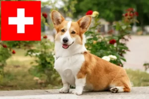 Lees meer over het artikel Welsh Corgi fokkers en pups in Zwitserland