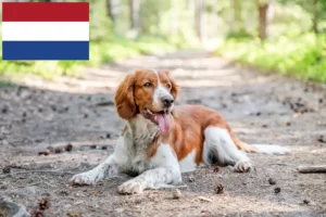 Lees meer over het artikel Welsh Springer Spaniel fokkers en pups in Nederland