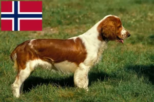 Lees meer over het artikel Welsh Springer Spaniel fokkers en pups in Noorwegen