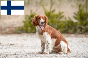 Lees meer over het artikel Welsh Springer Spaniel fokkers en pups in Finland