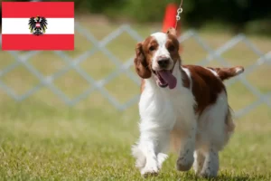 Lees meer over het artikel Welsh Springer Spaniel fokkers en pups in Oostenrijk