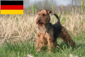 Lees meer over het artikel Welsh Terrier fokkers en puppies in Duitsland