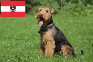 Lees meer over het artikel Welsh Terrier fokkers en puppies in Oostenrijk