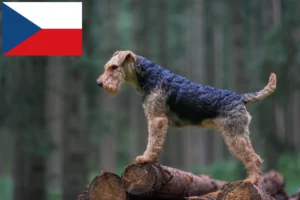 Lees meer over het artikel Welsh Terrier fokkers en puppies in Tsjechië