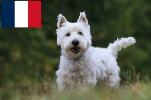 Lees meer over het artikel Westie fokkers en puppies in Frankrijk