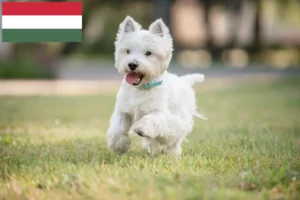 Lees meer over het artikel Westie fokkers en pups in Hongarije