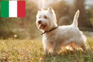 Lees meer over het artikel Westie fokkers en puppies in Italië