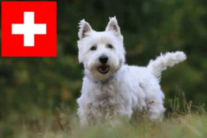 Lees meer over het artikel Westie fokkers en pups in Zwitserland